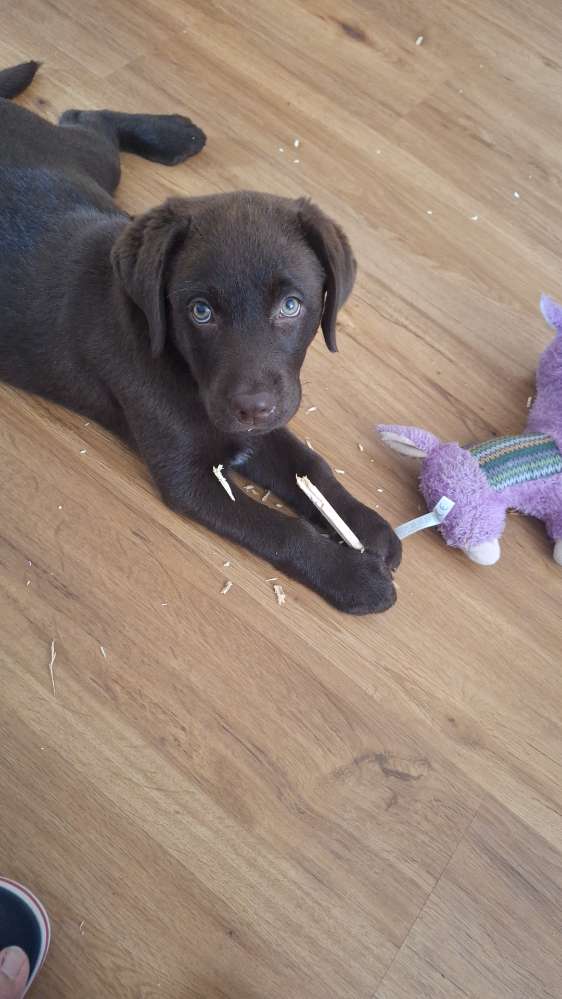 Hundetreffen-Labradorwelpe sucht Hundefreunde-Profilbild