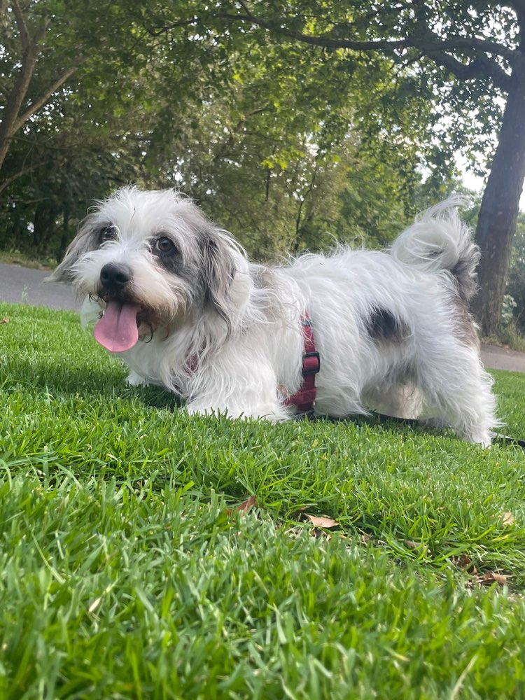 Hundetreffen-gemeinsames spazieren mit unserer luna!-Profilbild
