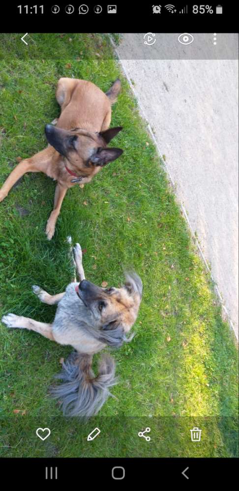 Hundetreffen-Suche gehbehinderte hunde zum Spielen für meine sunny.-Profilbild