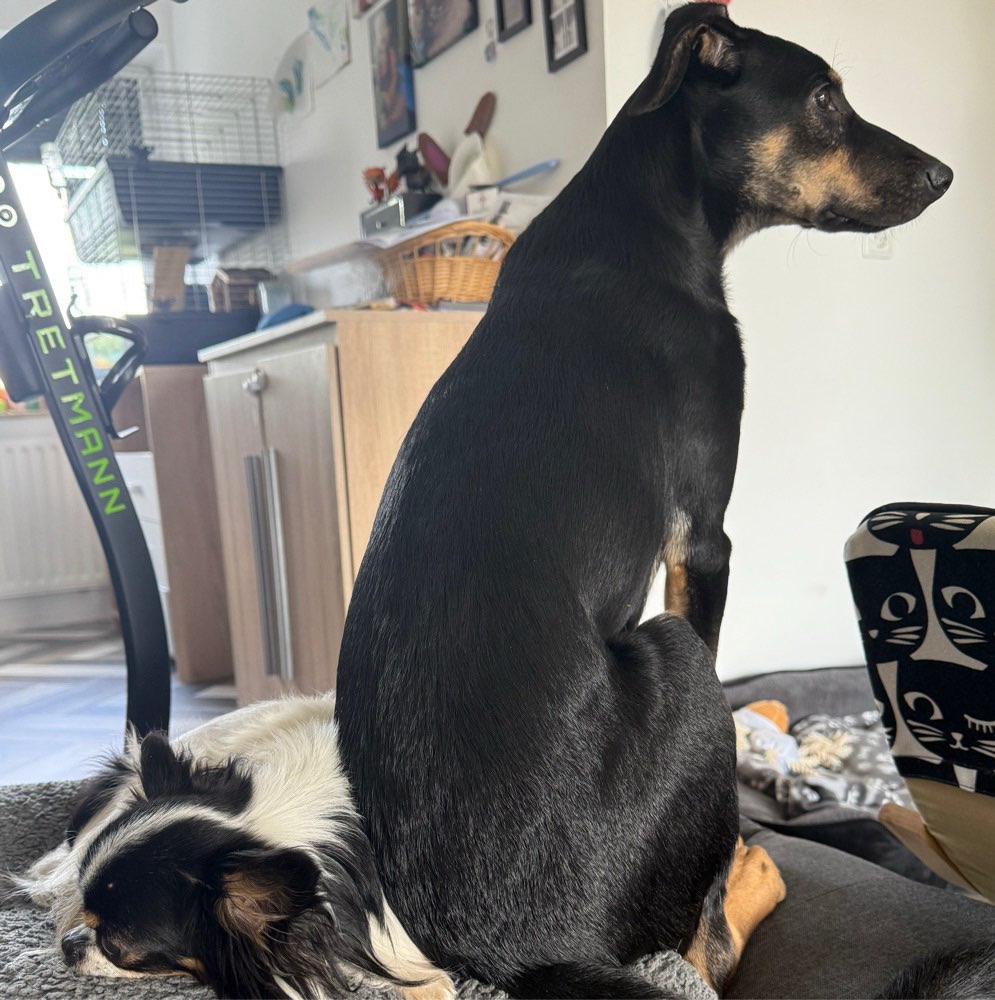 Hundetreffen-Spiel- & Gassitreffen Walle/Gröpelingen/Oslebshausen-Profilbild