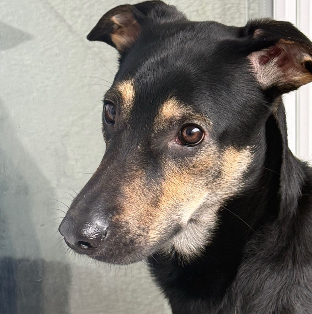 Hundetreffen-Social Walk mit Reaktiven Rüden-Profilbild