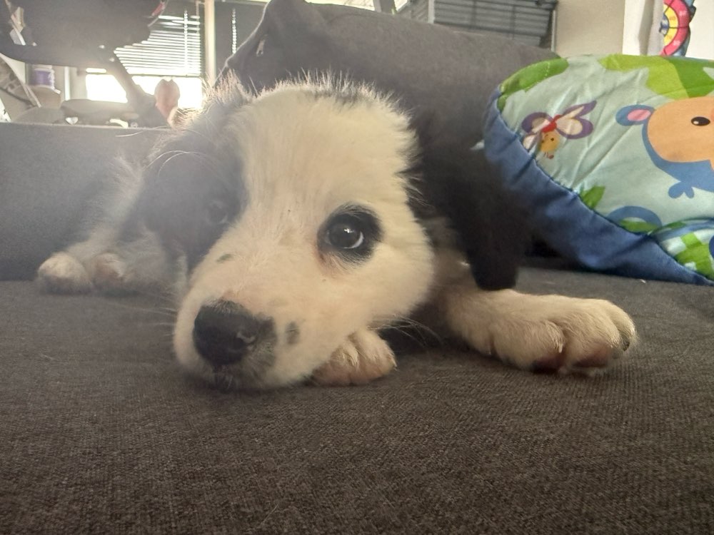 Hundetreffen-Welpentreffen-Profilbild
