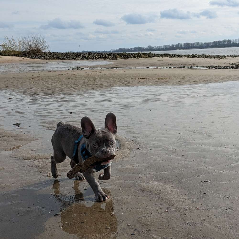 Hundetreffen-Spielkamerad-Profilbild