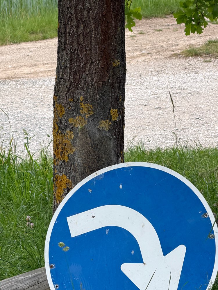 Giftköder-Eichenprozessionsspinner-Profilbild