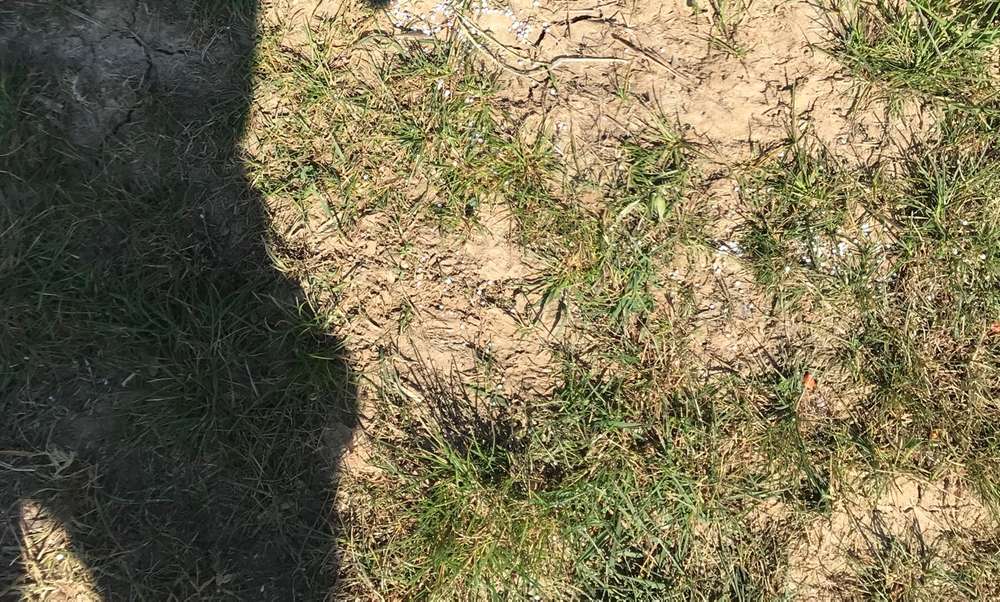 Giftköder-Undefinierbare Körner gefunden-Profilbild