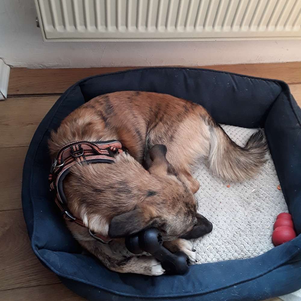 Hundetreffen-Gassirunde-Profilbild