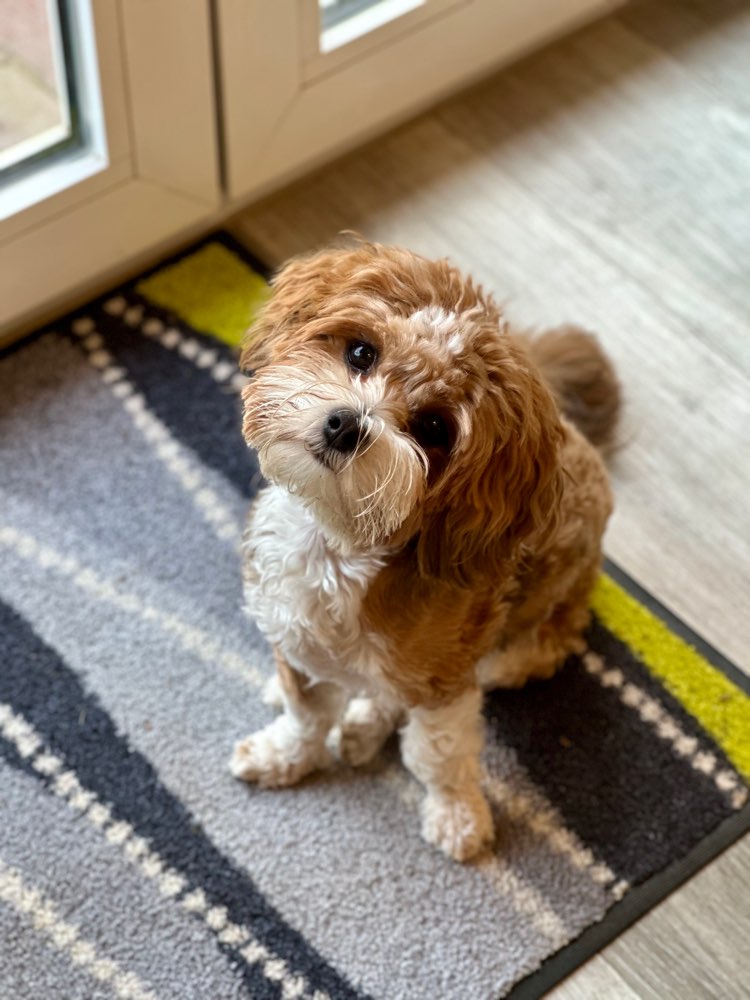 Hundetreffen-Hundefreunde und gegenseitiges Betreuen-Profilbild