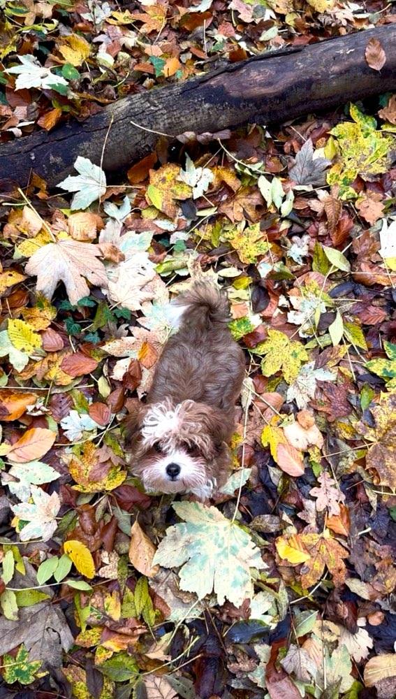 Hundetreffen-Hundekontakt für Welpen gesucht-Profilbild