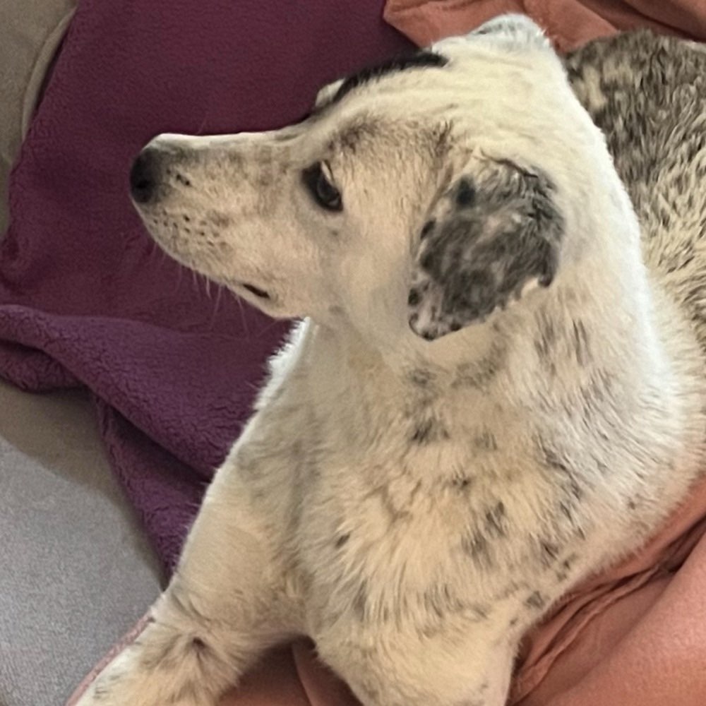 Hundetreffen-Gemeinsames Gassi gehen-Profilbild