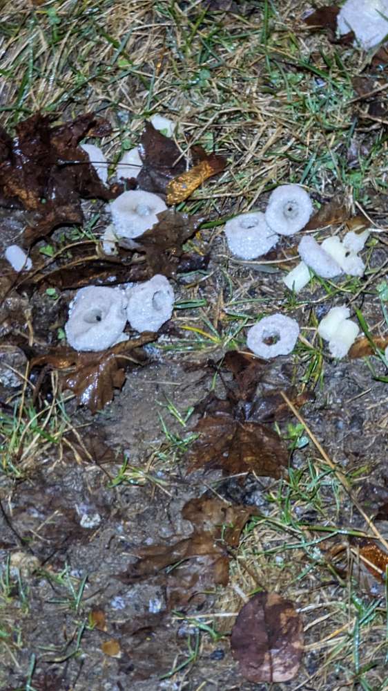 Giftköder-Undefinierbare Substanz-Profilbild