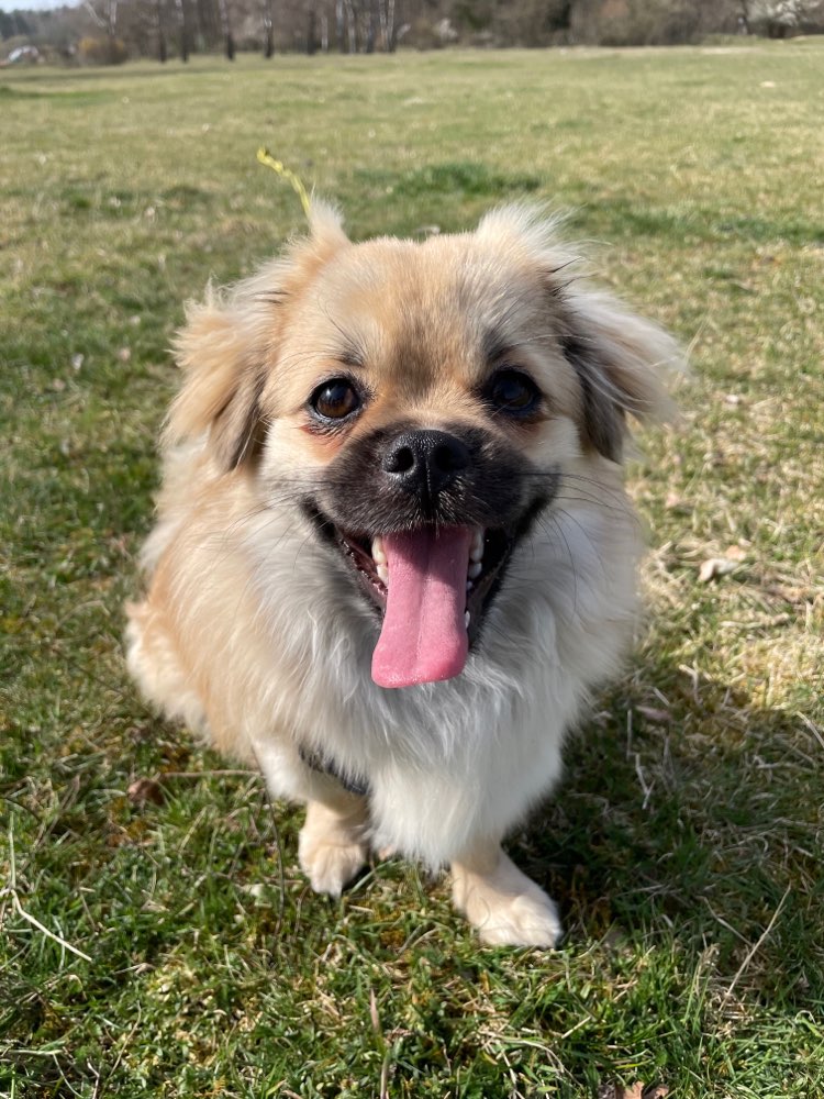 Hundetreffen-Gassi und Spielrunde, Nürnberg Langwasser Südwest-Profilbild