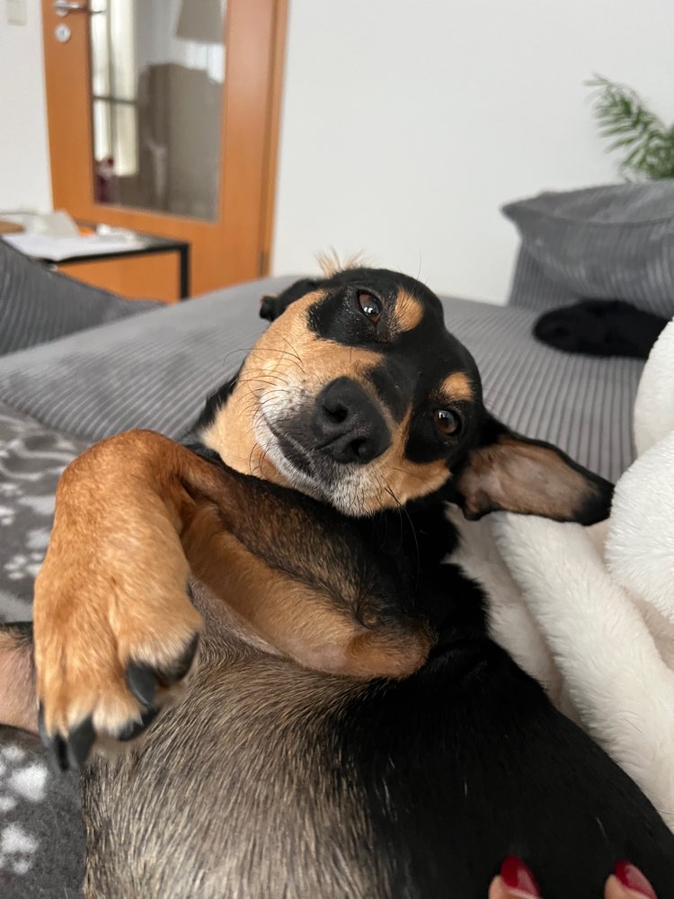 Hundetreffen-Gassi oder Spielen-Profilbild