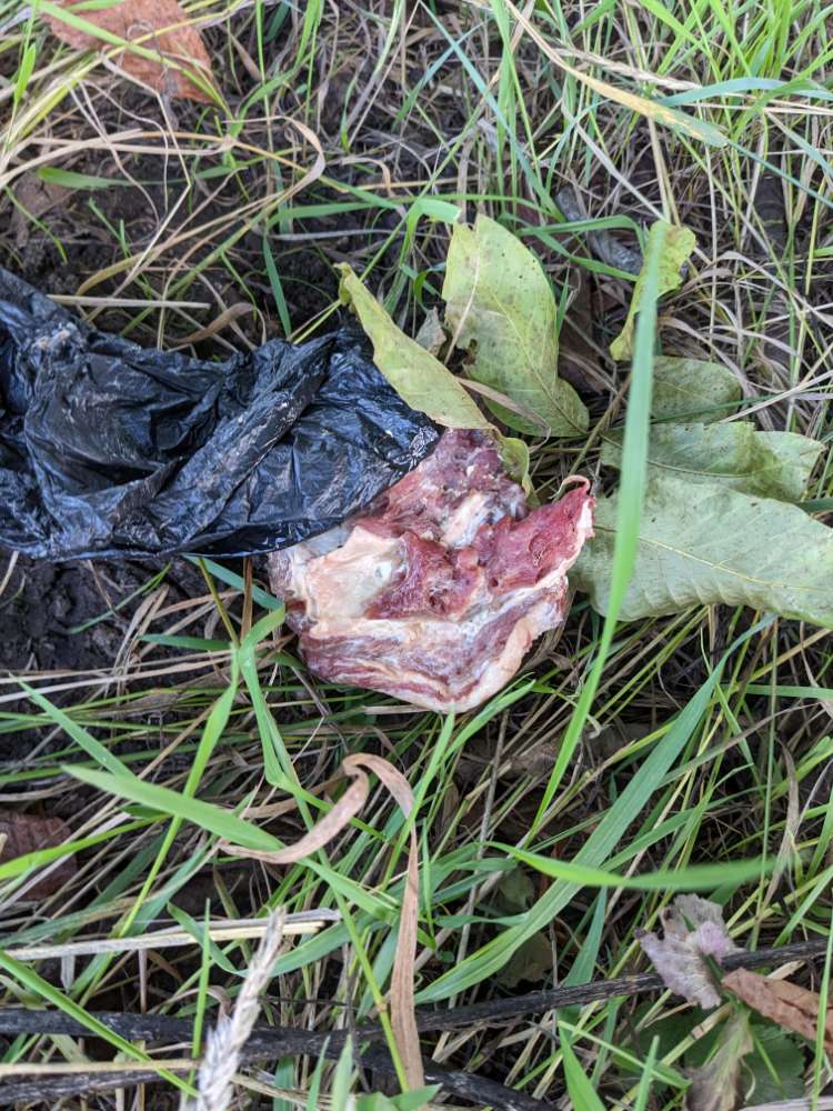 Giftköder-Giftköder-Profilbild