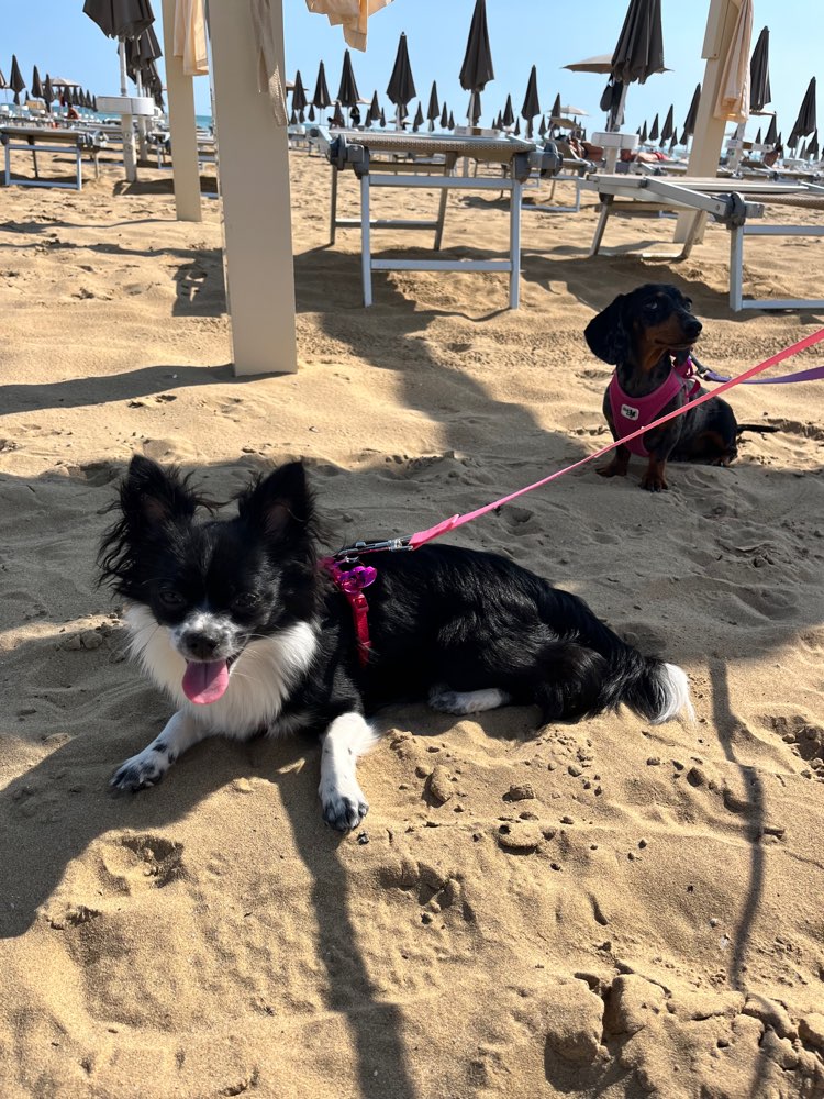 Hundetreffen-Hundebegegnungen üben-Profilbild