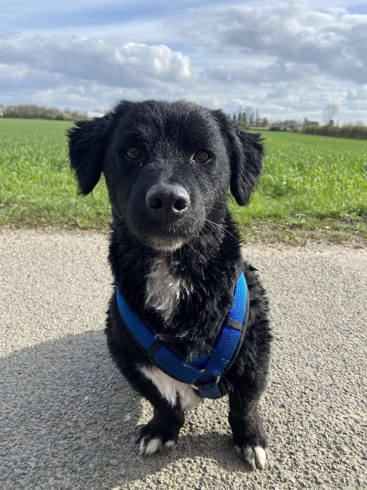 Hundetreffen-Hundetreffen für gemeinsame Spaziergänge-Profilbild