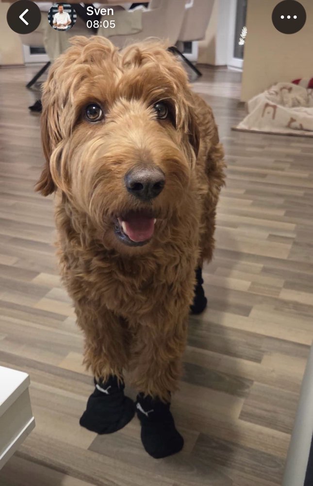 Suchmeldung-Amelie-Profilbild