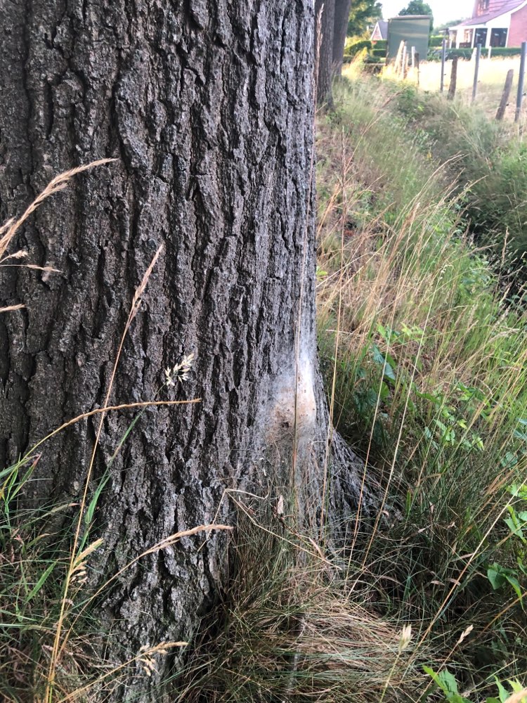 Giftköder-Eichenprozessionsspinner-Profilbild