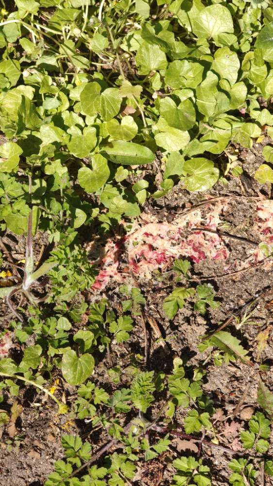 Giftköder-Undefinierbarer Brei-Profilbild