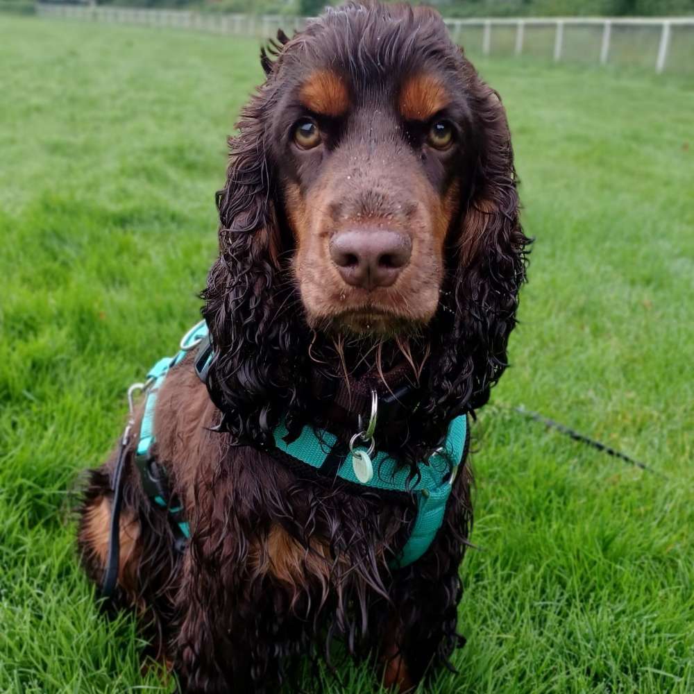Hundetreffen-Freilaufkontakt Horner Rennbahn-Profilbild