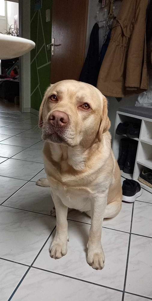 Hundetreffen-Spielen im Park-Profilbild