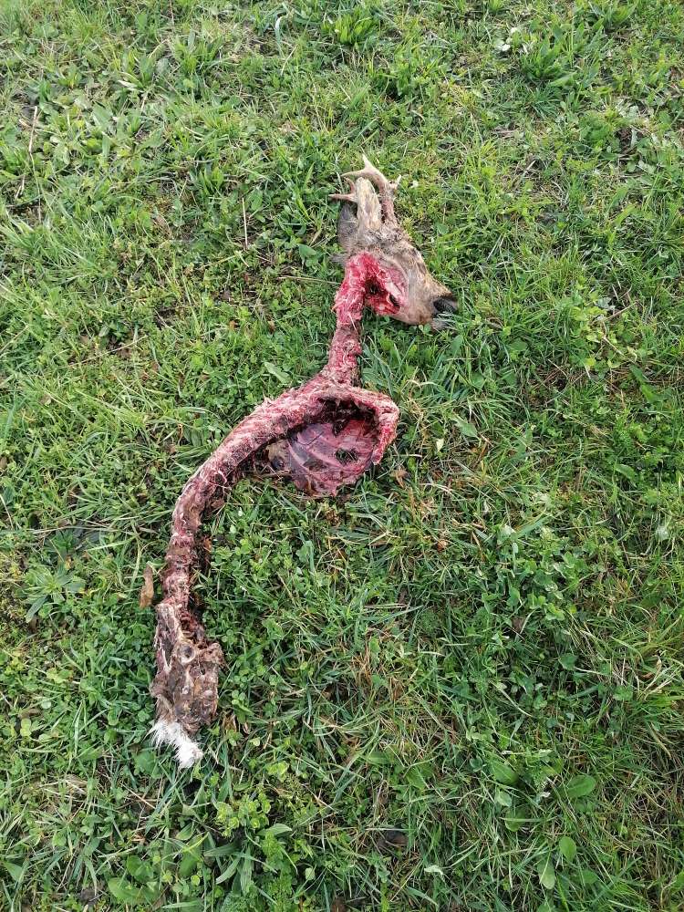 Giftköder-Giftköder-Profilbild