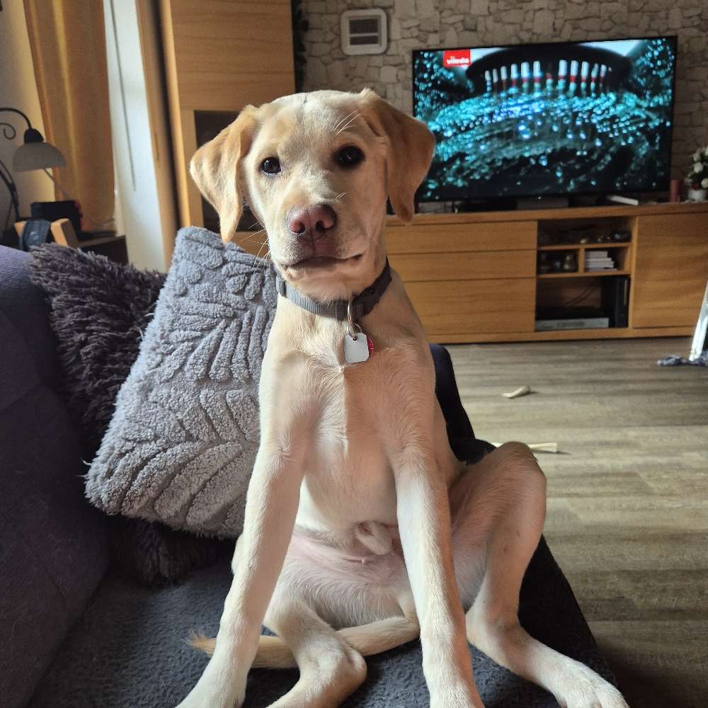 Hundetreffen-Spielgefährte-Profilbild