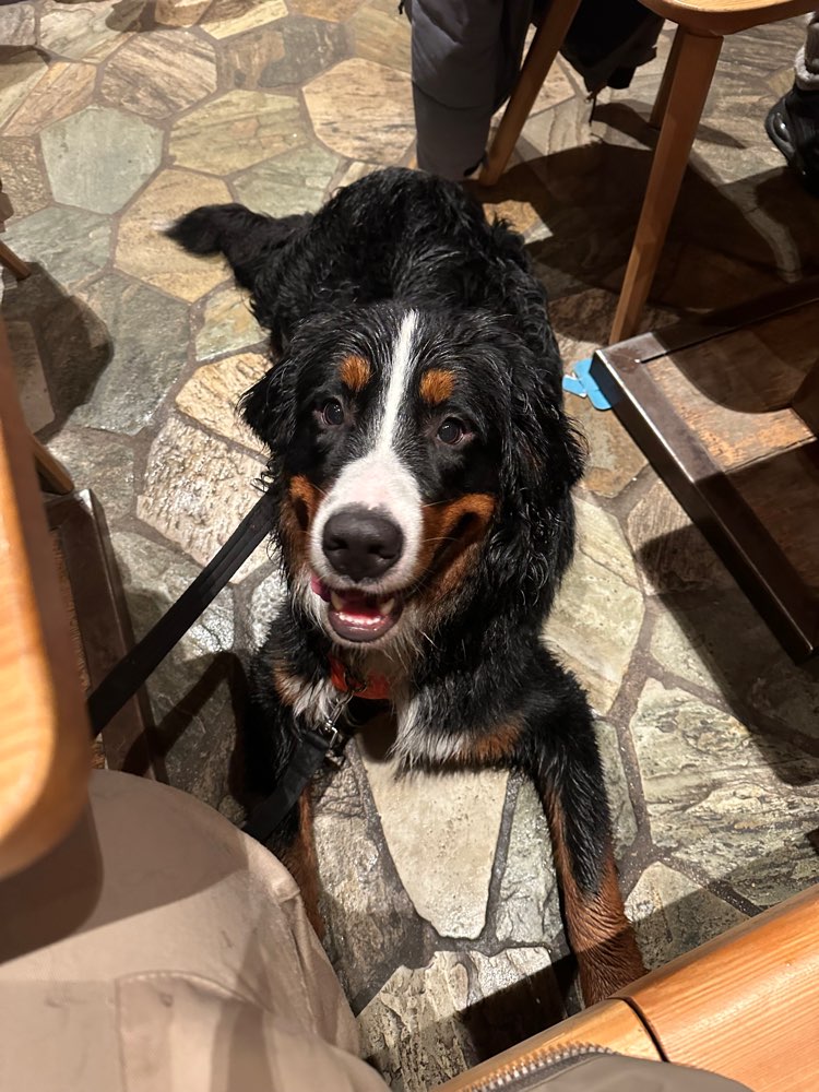 Hundetreffen-Training im Freilauf-Profilbild