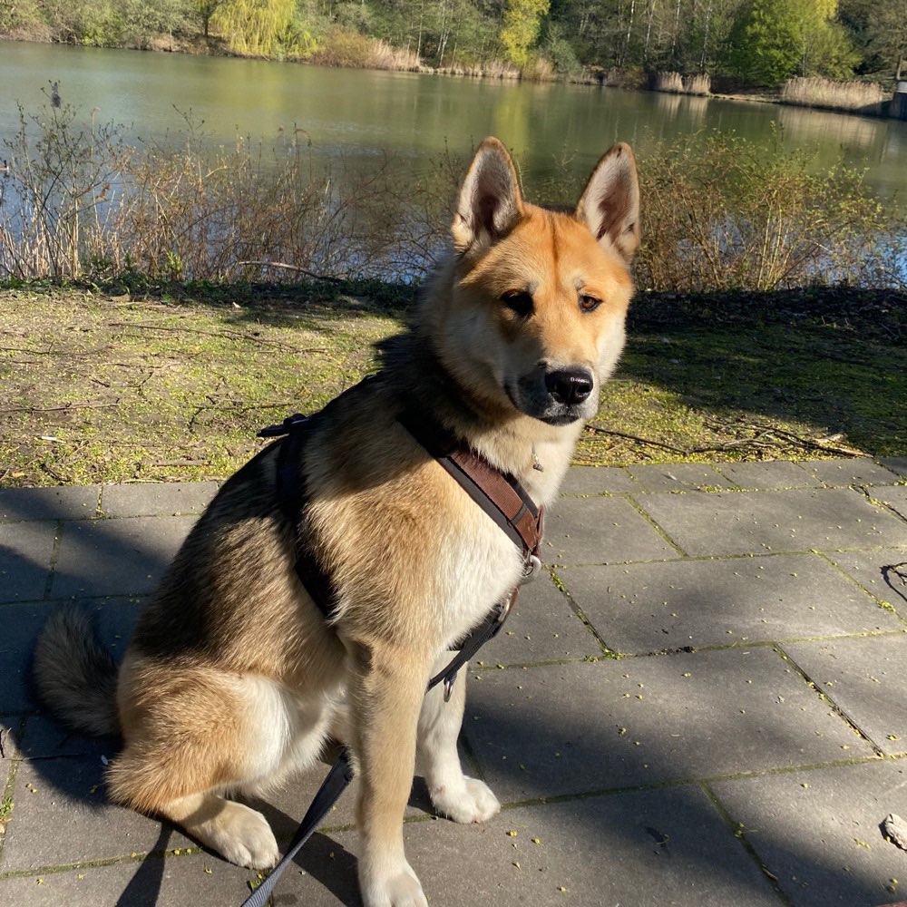 Hundetreffen-Freunde zum spazieren gehen und spielen gesucht-Profilbild