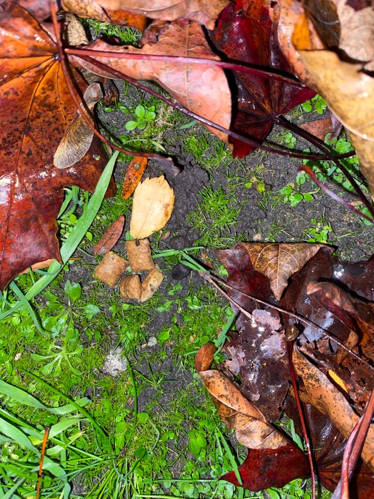 Giftköder-Komische Leckerlis-Profilbild