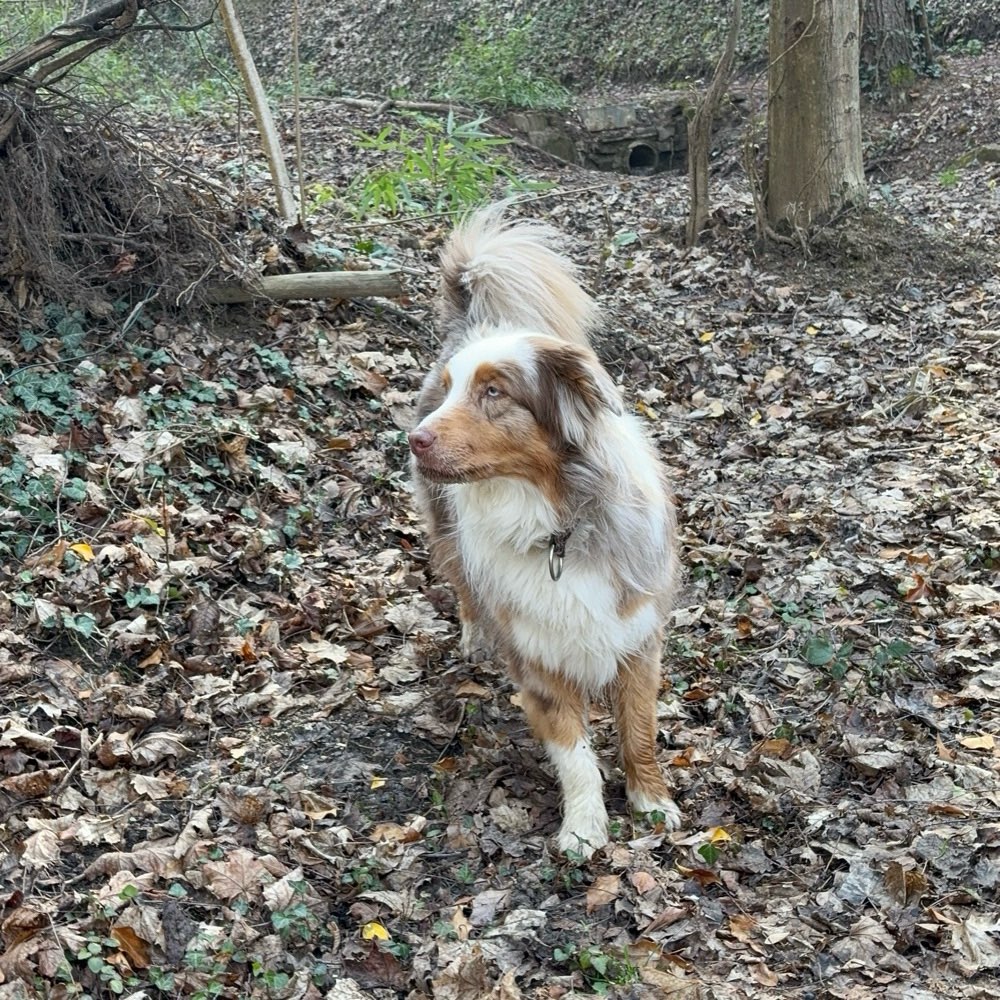 Hundetreffen-Nette Gassirunden-Profilbild