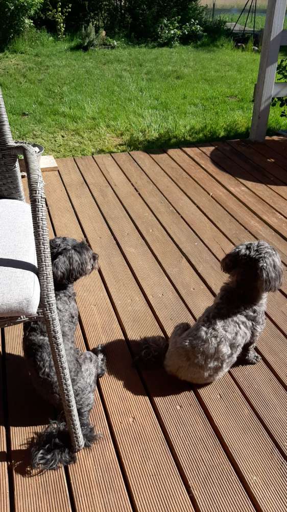 Hundetreffen-Welpentreff bei uns Zuhause oder im Wald wo ihr möchtet .-Profilbild