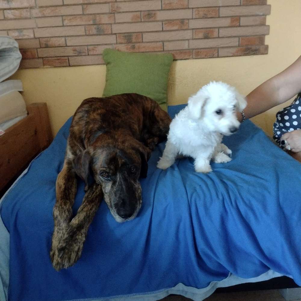 Hundetreffen-Gassirunde-Profilbild