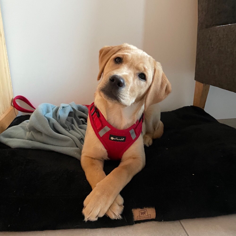 Hundetreffen-(Jung)Hunde- Treffen zum Kennenlernen & ggf. Spielen-Profilbild