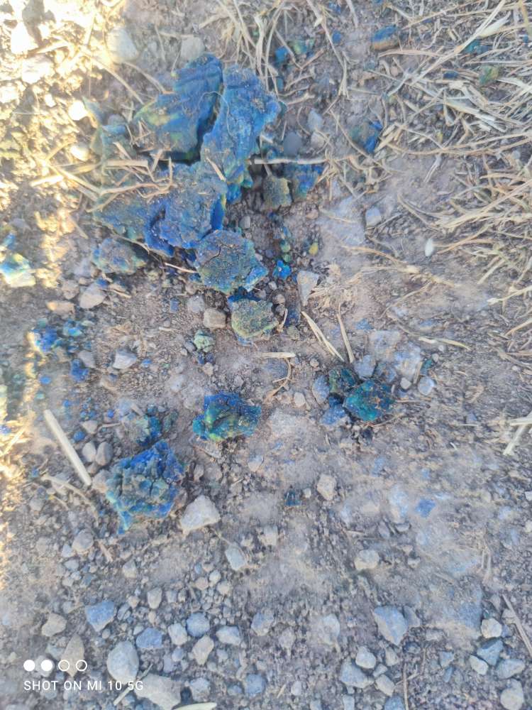 Giftköder-Vermeintlich Rattengift-Profilbild