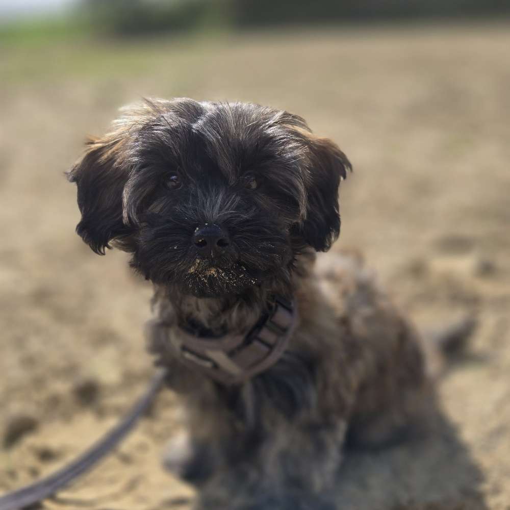 Hundetreffen-Treffen mit kleinen Hunden-Profilbild