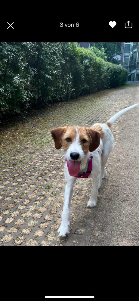 Hundetreffen-Junghunde Treffen in Ahnatal-Profilbild