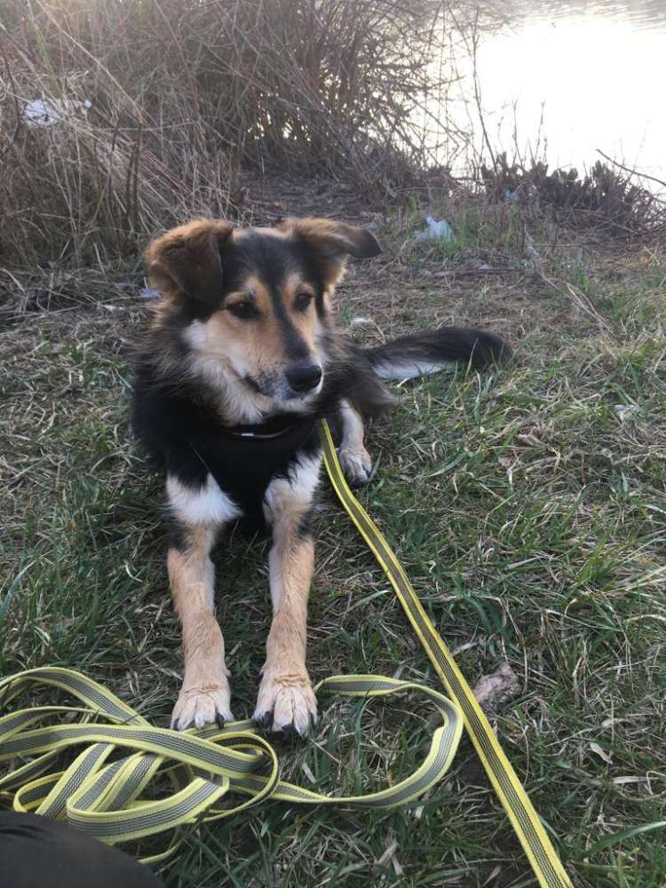 Hundetreffen-Hundetreffen-Profilbild