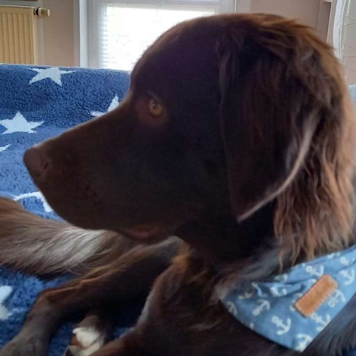 Hundetreffen-Gassirunde in Dohna :)-Profilbild