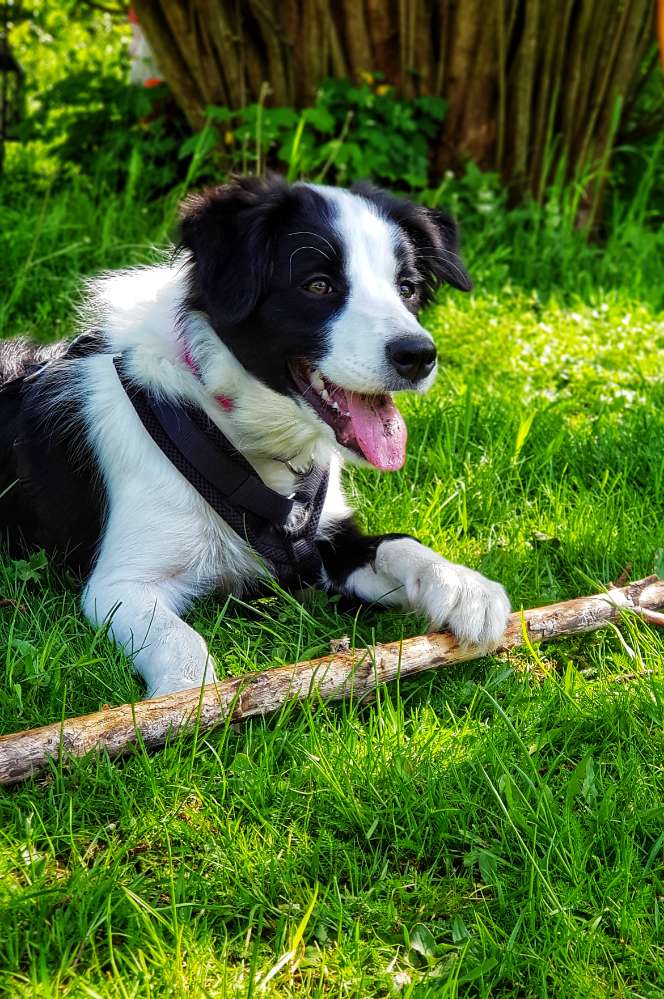 Hundetreffen-Spielgefährte gesucht-Profilbild