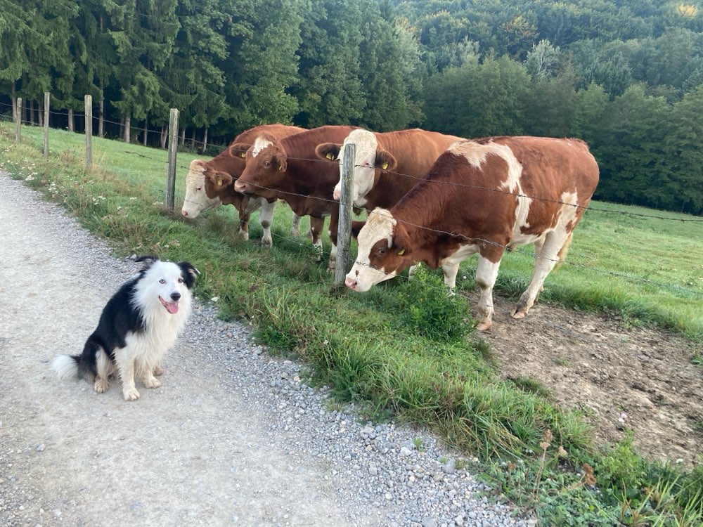 Hundetreffen-Gassirunde-Profilbild