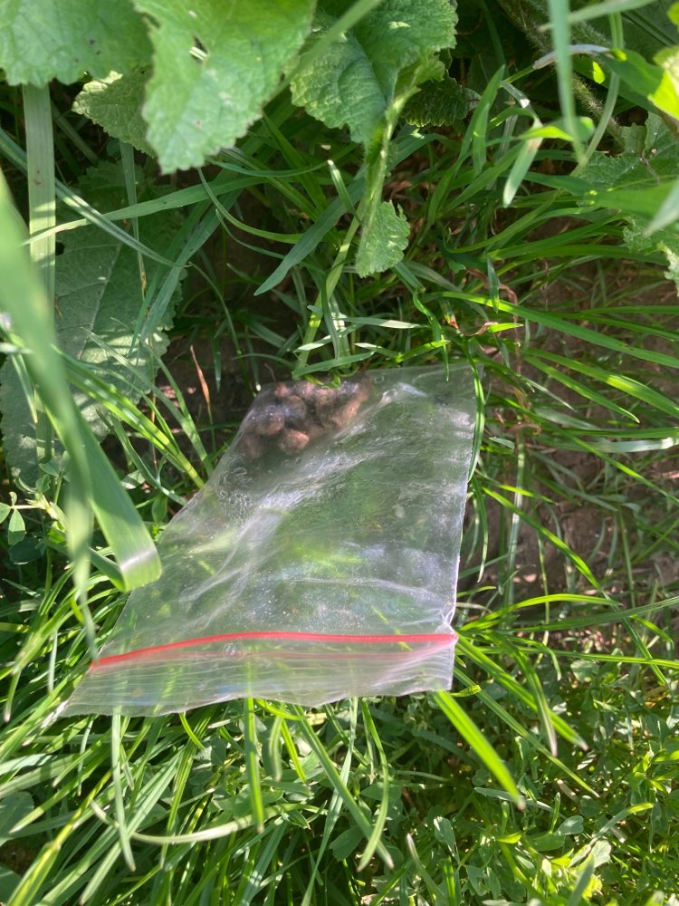 Giftköder-Evtl Giftköder/Leckerlies in Tütchen-Profilbild