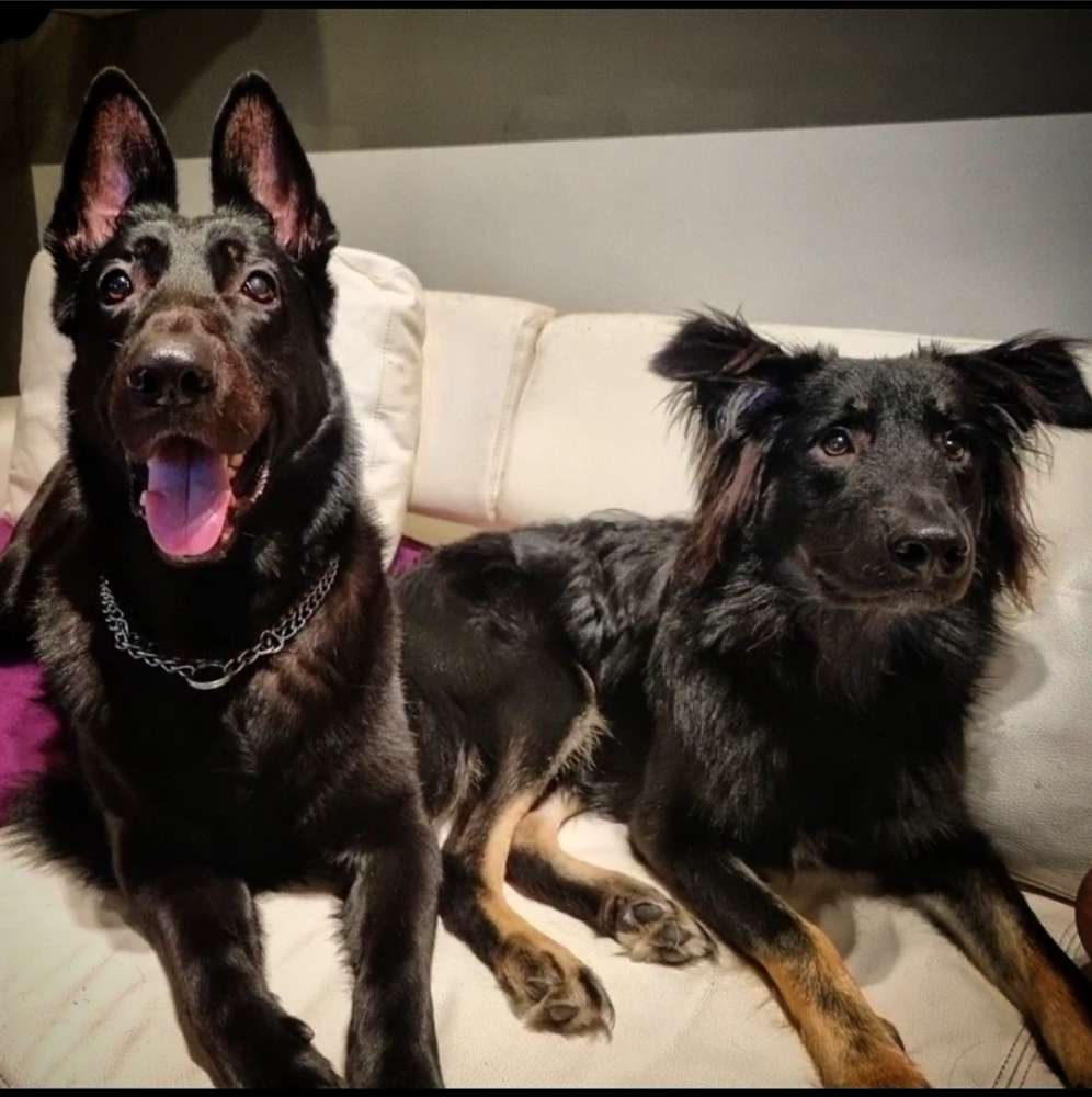 Hundetreffen-Junghund treffen-Profilbild