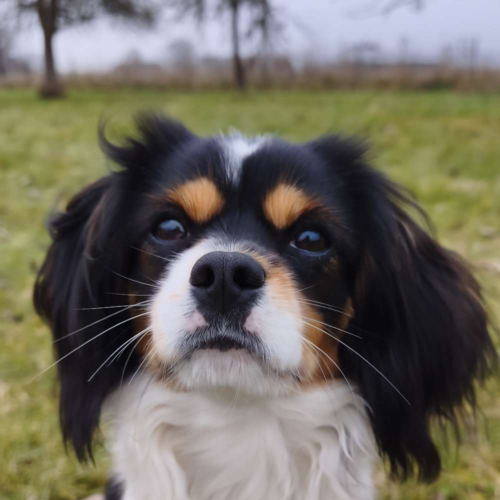Hundetreffen-Henri sucht energiegeladene Spielfreude-Profilbild