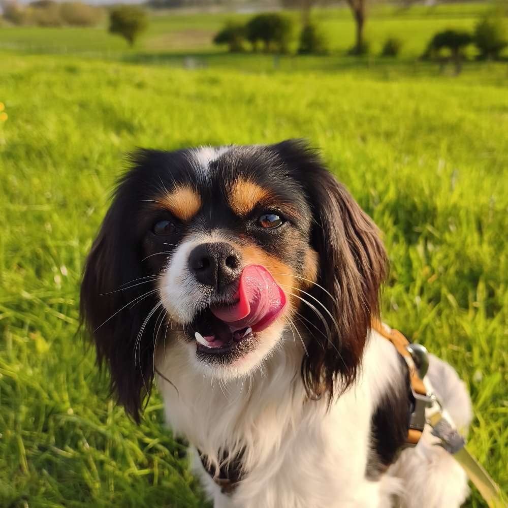 Hundetreffen-Henri sucht energiegeladene Spielfreude-Profilbild
