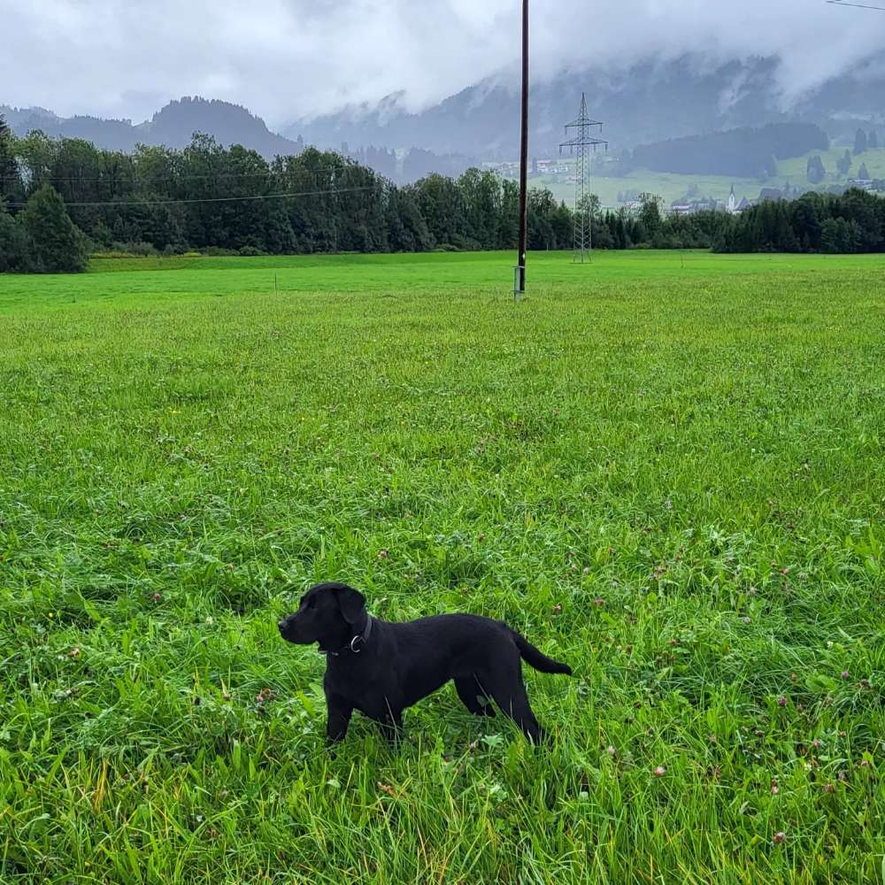 Hundetreffen-Spielen auf den Burgberger Wiesen-Profilbild