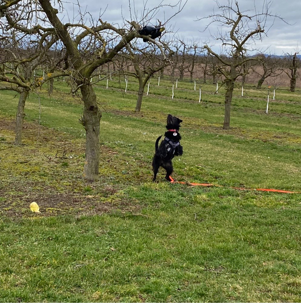 Hundetreffen-Gassi und Spielen in der Umgebung von Finthen-Profilbild