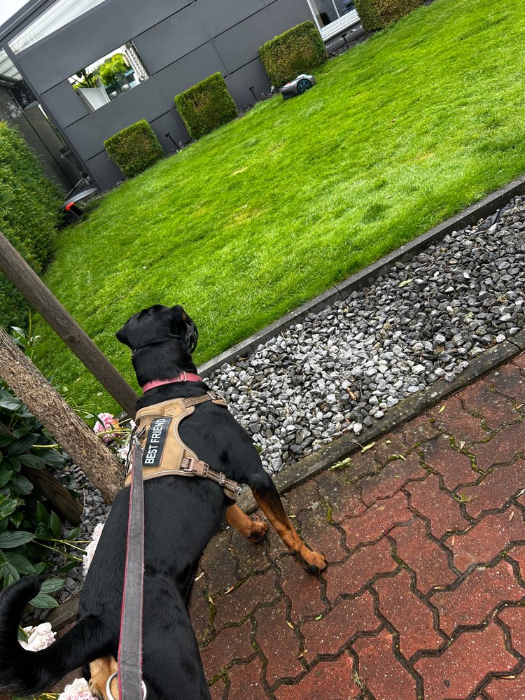 Hundetreffen-Spieltreffen-Profilbild