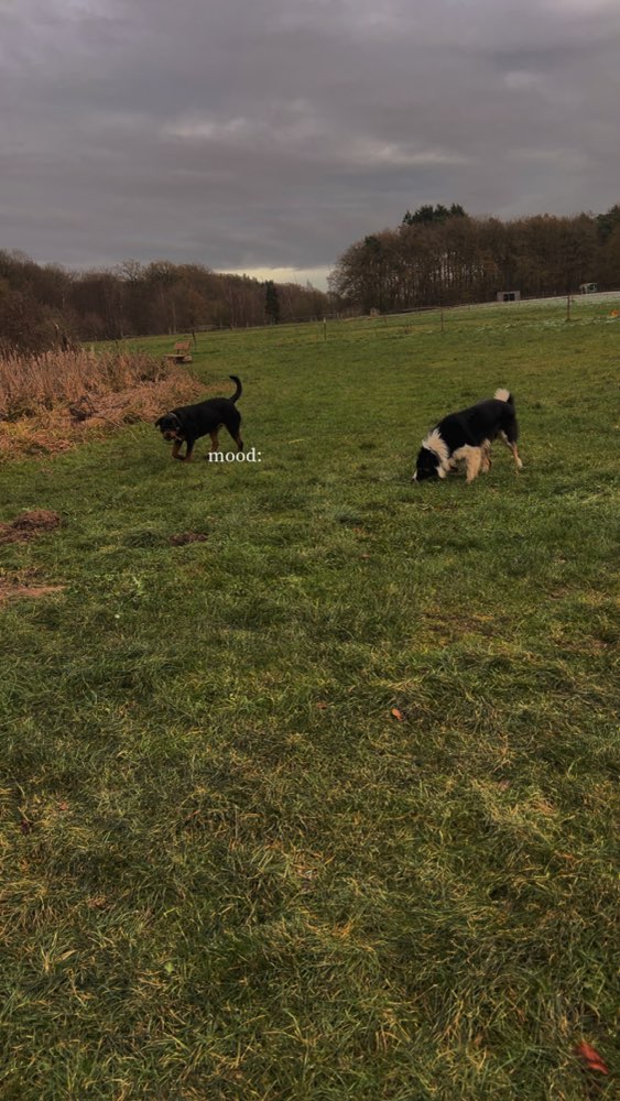 Hundetreffen-Spielen in Dötlingen und Umgebung-Profilbild