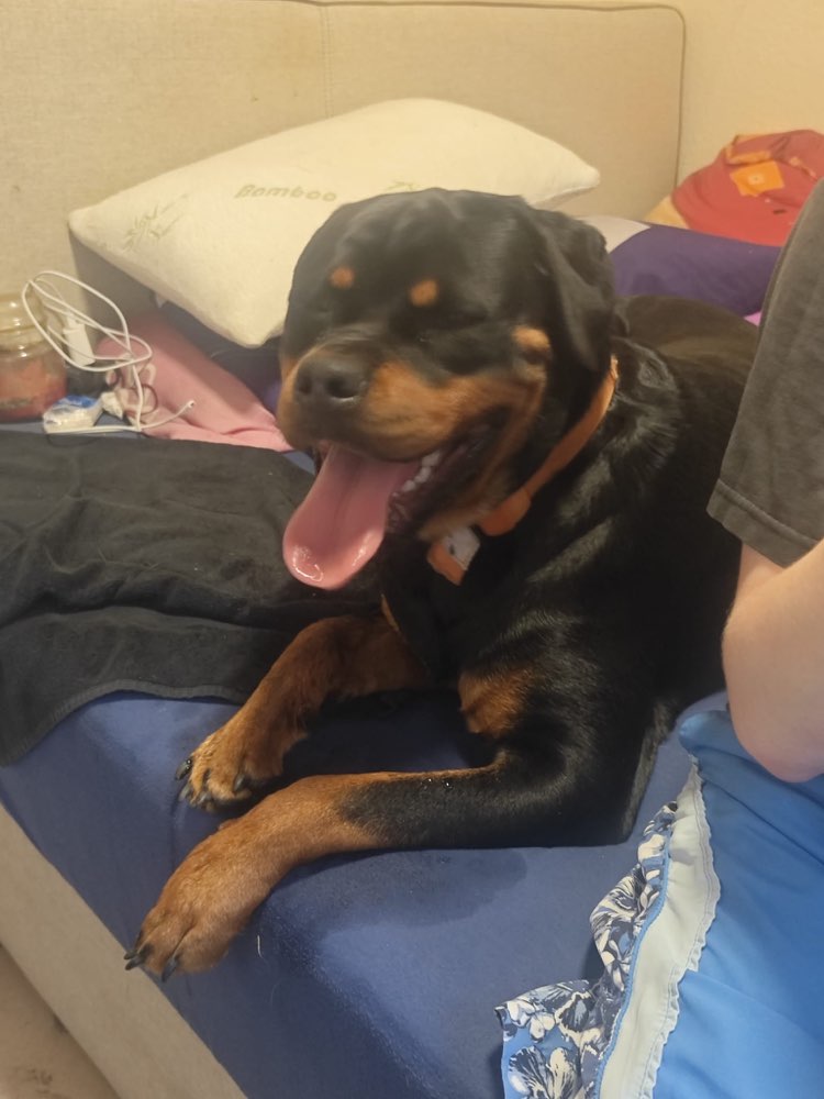 Hundetreffen-Spieltreffen-Profilbild