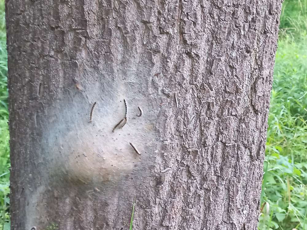 Giftköder-Eichenprozessionsspinner-Profilbild